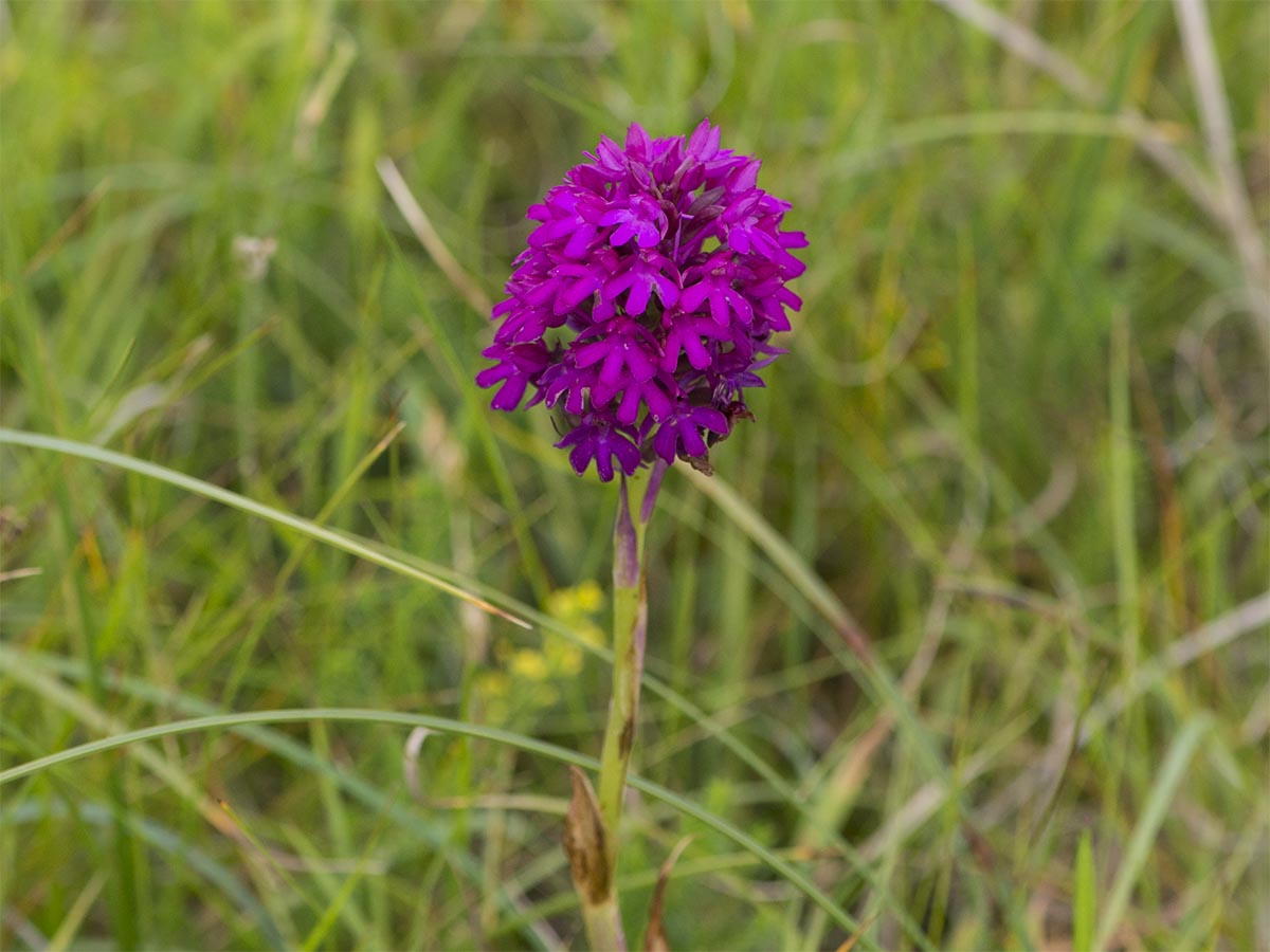 Anacamptis pyramidalis